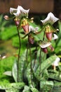 LadyÃ¢â¬â¢s Slipper.Paphiopedilum villosum (Ldl.) Pfitz